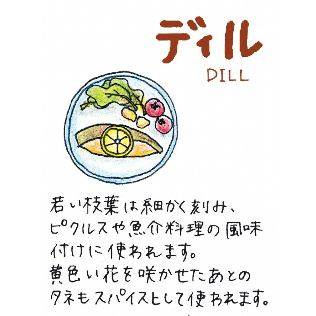【本日P2倍】 【TV紹介】秋 野菜苗 ディル（ハーブ 苗 ハーブガーデン 栽培キット ...