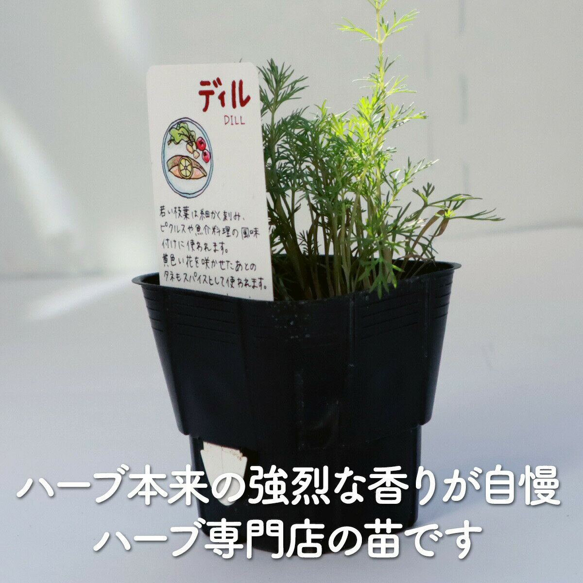 【本日P2倍】 【TV紹介】秋 野菜苗 ディル（ハーブ 苗 ハーブガーデン 栽培キット ...