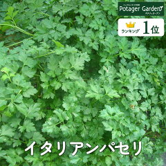 https://thumbnail.image.rakuten.co.jp/@0_mall/potager/cabinet/kitchen_herb/kitchen-pasley1_0.jpg