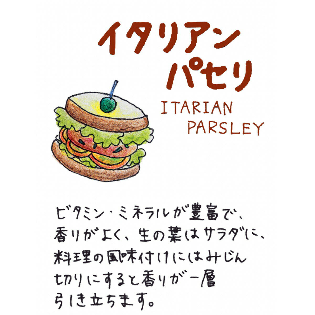 【本日P2倍】 秋 野菜苗 イタリアンパセリ（ハーブ 苗 ハーブティー 栽培キット 花...