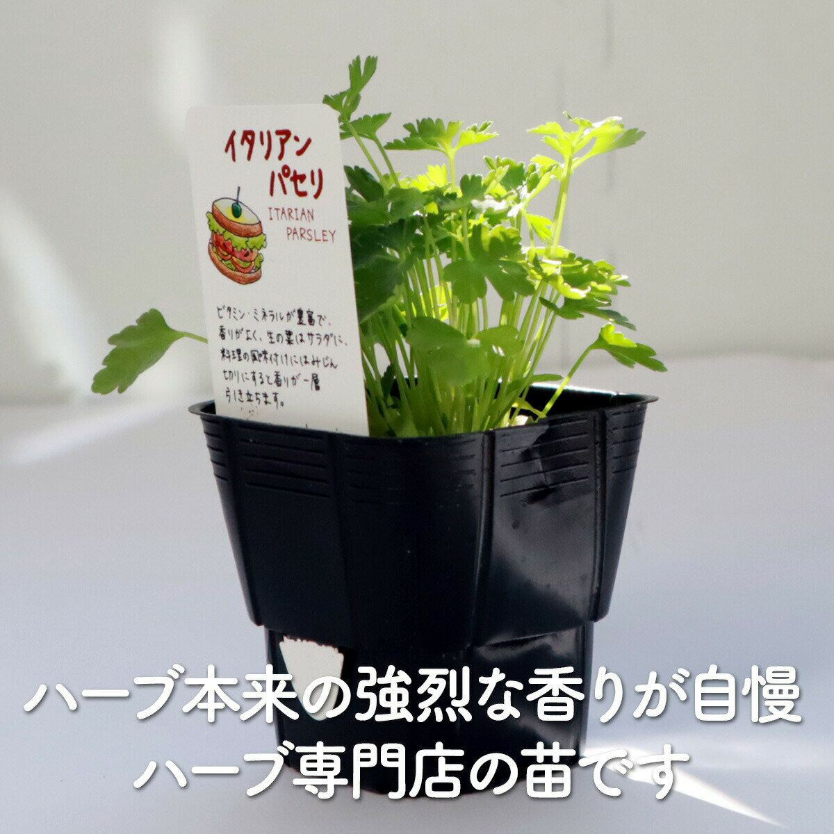 【本日P2倍】 秋 野菜苗 イタリアンパセリ（ハーブ 苗 ハーブティー 栽培キット 花...