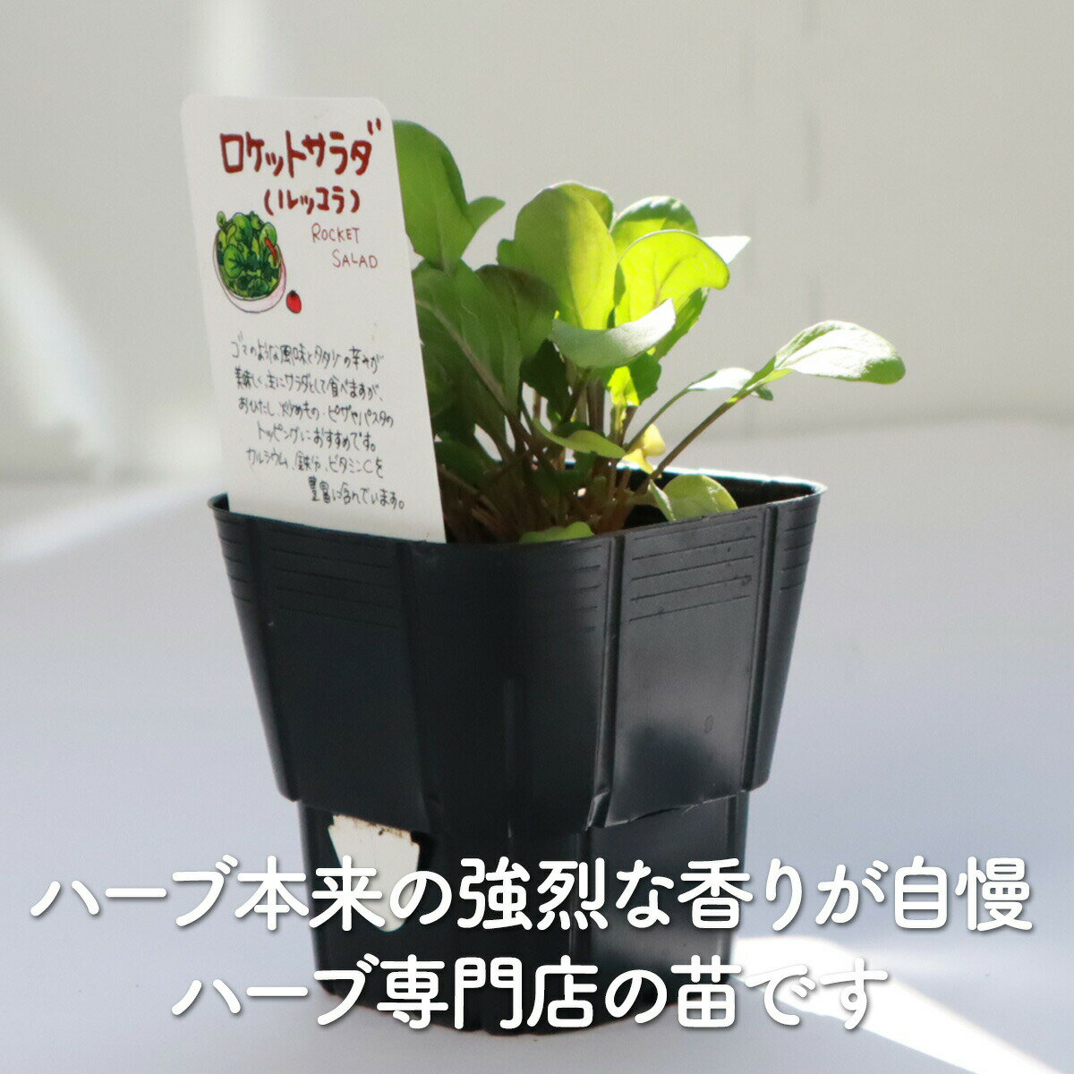 ポタジェガーデン『ルッコラ苗』