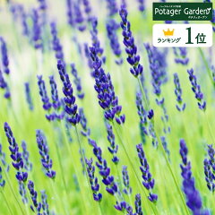 https://thumbnail.image.rakuten.co.jp/@0_mall/potager/cabinet/lavender/lav-grosso10.jpg