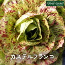 野菜 苗 カステルフランコ（ハーブティー 栽培キット 寄せ植え 鉢植え タイム 乾燥 ドライハーブ セット 室内 プランター 種 ラベンダー 苗木 花苗 観葉植物 ハーブガーデン ハーブミックス ハーブの土 かわいい）