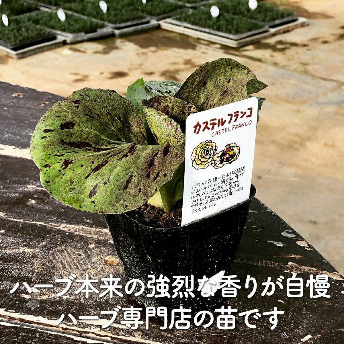 ������P2�ܡ� ��� �� �����ƥ�ե�󥳡ʥϡ��֥ƥ��� ���ݥ��å� �󤻿��� ȭ���� ������ ���� �ɥ饤�ϡ��� ���å� ���� �ץ�󥿡� �� ��٥���� ���� ���� ���տ�ʪ �ϡ��֥����ǥ� �ϡ��֥ߥå��� �ϡ��֤��� ���襤����