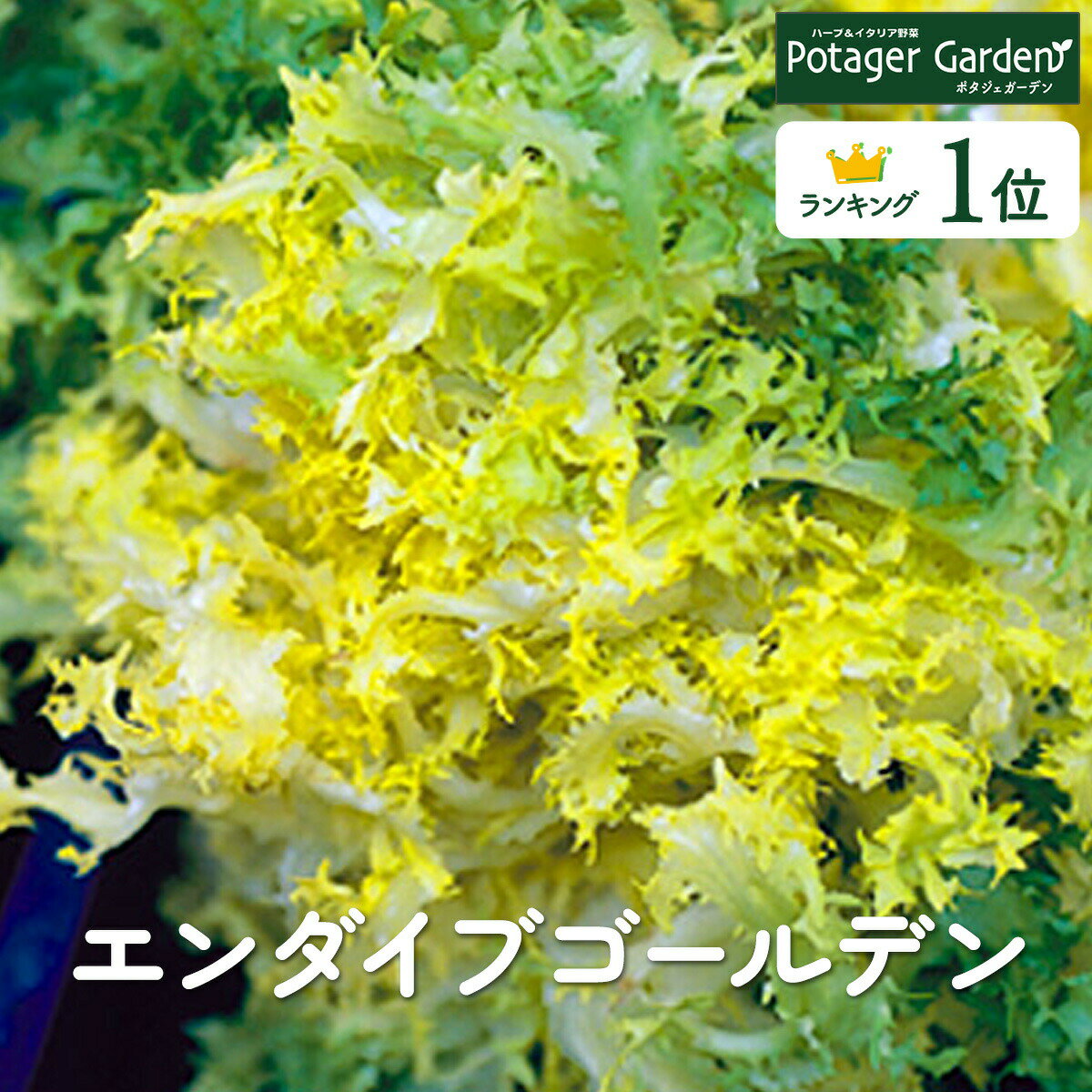 【本日P2倍】 野菜 苗 エンダイブゴールデン（ハーブティー 栽培キット 寄せ植え 鉢植え タイム 乾燥 ドライハーブ セット 室内 プランター 種 ラベンダー 苗木 花苗 観葉植物 ハーブガーデン ハーブミックス ハーブの土 かわいい