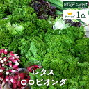 野菜 苗 ロロビオンタ（ハーブティー ハーブガーデン 栽培キット 花苗 ガーデニング ドライハーブ セット 室内 プランター 寄せ植え ティーバッグ ハーブウォーター 乾燥 料理 プランター 家庭菜園 キット）