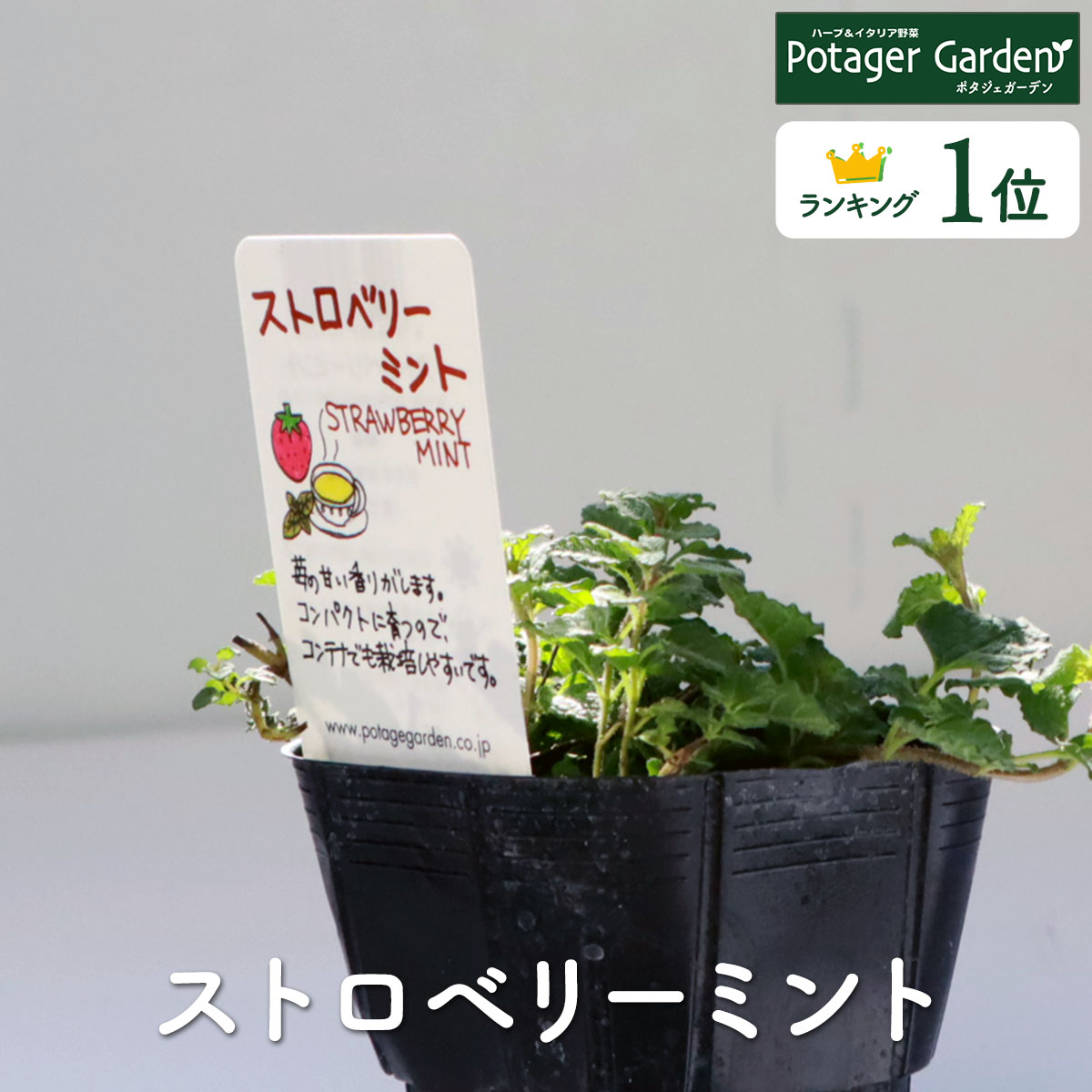 ハーブ 苗 ストロベリーミント（イチゴ 苺 ハッカ油 虫除け グリーン 鉢植え 栽培方法 育て方 使い方 選び方 種類 花苗 簡単 プランター セット 栽培キットも ミントグリーン ラベンダー バジル 寄せ植え 野菜 種 春 夏 秋 冬）