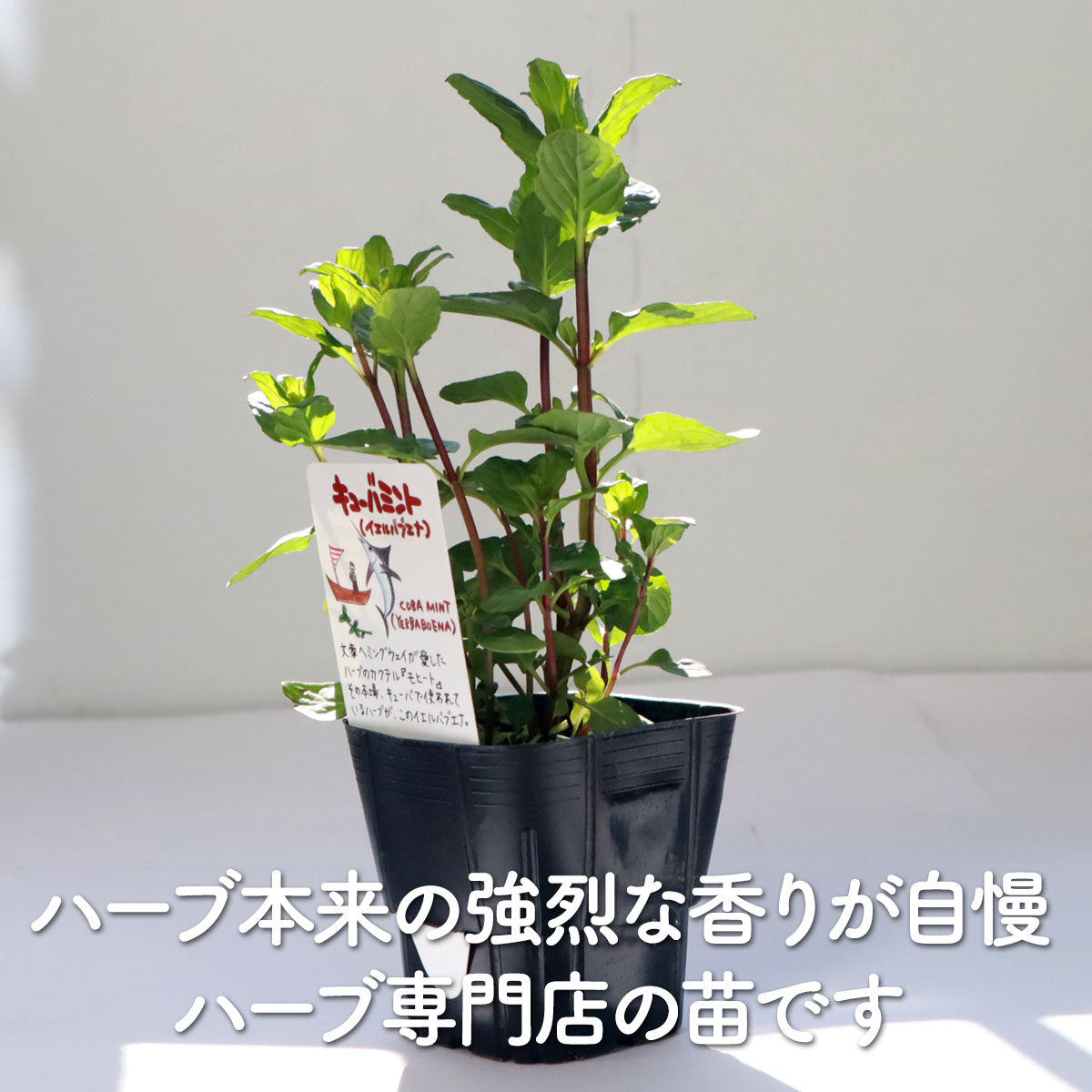 ������P2�ܡ� �ϡ��� �� ������Х֥��ʡʥ�ҡ��ȥߥ�� �ꥭ�塼�� �쥷�� �ϡ��֥ƥ��� ���꡼�� ȭ���� ������ˡ ����� �Ȥ��� ������ ���� ���� ��ñ �ץ�󥿡� ���å� ���ݥ��å� �ߥ�ȥ��꡼�� ��٥���� �Х��� �������ޥ꡼ �󤻿��� �� �����ƥ��