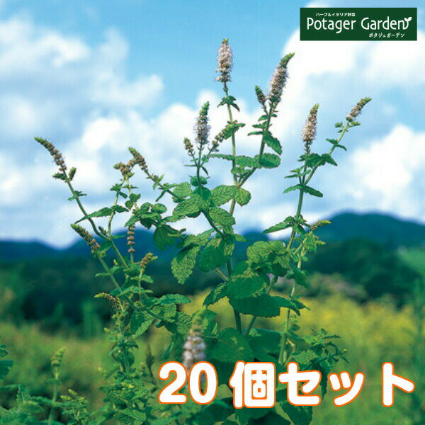 ハーブ苗セットアップルミント20個(ハーブティーハッカ油虫除けグリーン鉢植え栽培方法育て方使い方選び方種類花苗簡単プランター栽培