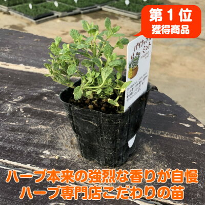 パイナップルミントとは 利用方法や食べ方 上手な育て方までご紹介 2ページ目 Botanica