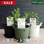 【本日P2倍】 半額相当 ハーブ ミント 苗 3種セット（苗 セット プラ製プランター かわいい 寄せ植え ハーブティー ハーブガーデン 観葉植物 送料無料 バジル ローズマリー ミント 花苗 苗木 家庭菜園 女子力 鉢植え 土 herb）