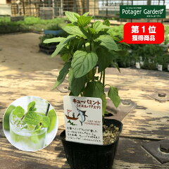 https://thumbnail.image.rakuten.co.jp/@0_mall/potager/cabinet/mint/mint_yeru1280.jpg