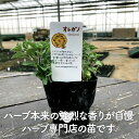 potager:10000029のサンプル画像3