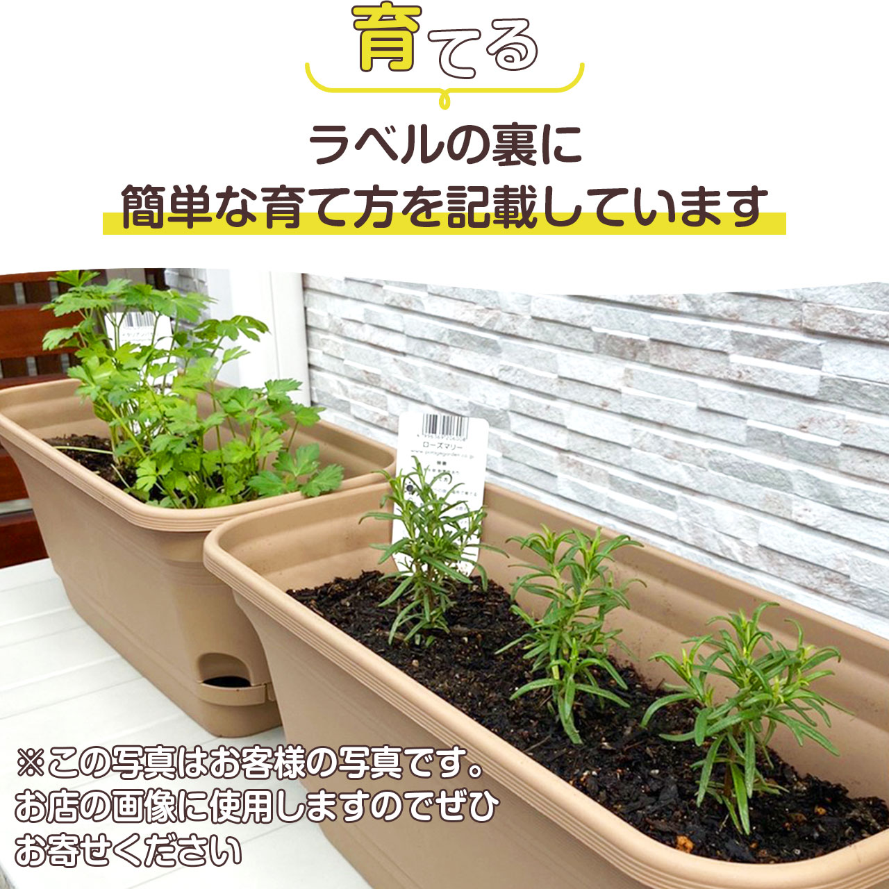 セール 初めて ハーブ 苗 セット 3個 お試し ガーデニング 選べる 家庭菜園 ハーブ苗 花苗 季節の苗 苗木 苗物 かわいいラベル付 店舗花壇 柵 ブロック 常緑 低木 薔薇 花 鉢 プランター スタンド 買い回り 買いまわり ポイント消化 送料無料 Tepsa Com Pe