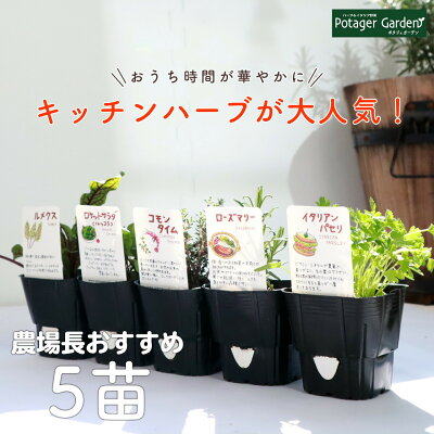 虫除け効果のある植物おすすめ7選 虫除けになる育てやすい植物をご紹介 暮らし の 虫除け効果のある植物おすすめ7選 虫除けになる育てやすい植物をご紹介 暮らし の