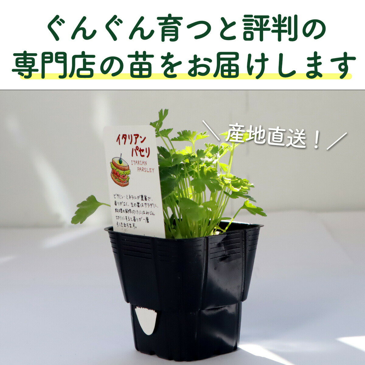 【本日P2倍】 【TV紹介】選べる 苗 セット ハーブ苗 5個（花苗 季節の苗 苗木 苗物...