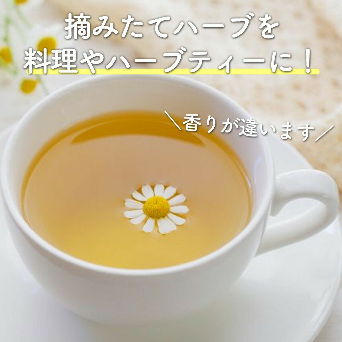 ������P2�ܡ� ��TV�Ҳ�����٤� �� ���å� �ϡ����� 5�ġʲ��� ������� ���� ��ʪ �����ǥ˥� �ϡ��֥ƥ��� ���� ���ޤ��� �鿴�� ��� �󤻿��� �����ڱ� ���� ����̵�� �ϡ��֥����ǥ� ���տ�ʪ ����ߡ��� �������ޥ꡼ �ߥ�� �㤤�ޤ�� �㤤��� �ݥ���Ⱦò�