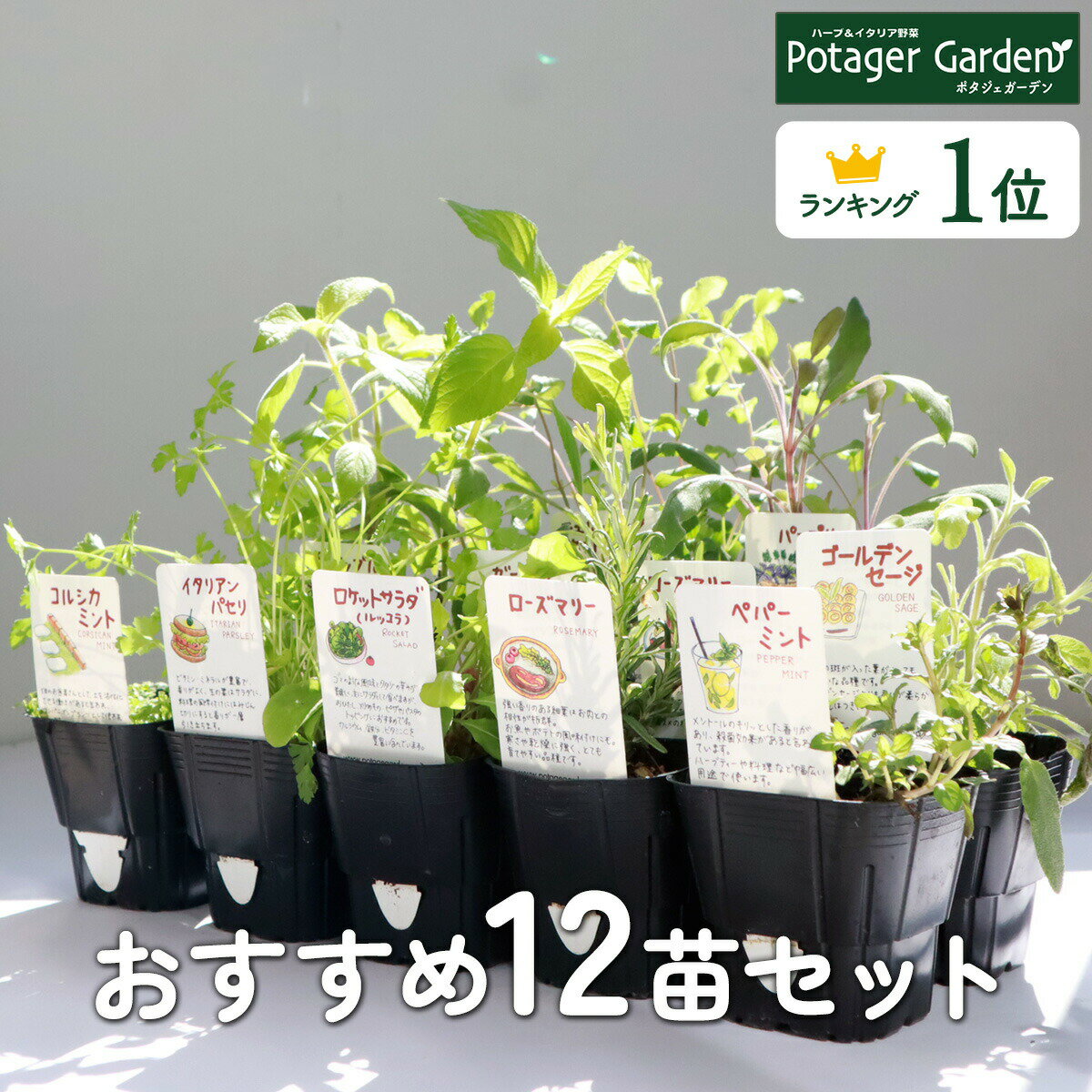 選べる 苗 ハーブ苗 セット 12個（花苗 苗木 ハーブティー ハーブガーデン ガーデニング 寄せ植え 栽培 送料無料 観葉植物 カモミール ローズマリー ミント タイム バジル 家庭菜園 買いまわり 買い回り 専門店 herb お試しセット