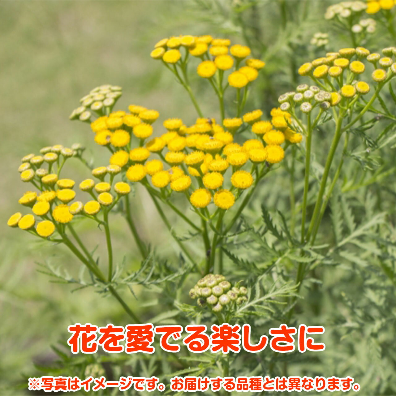 春早割 農場長おまかせハーブ苗セットです 選べる ハーブ 苗 セット 10個 寄せ植え 栽培 送料無料 ハーブティー ハーブガーデン ガーデニング ミント 花苗 ローズマリー 観葉植物 お試しセット 買い回り Herb 家庭菜園 買いまわり カモミール ハーブ苗専門店 苗木