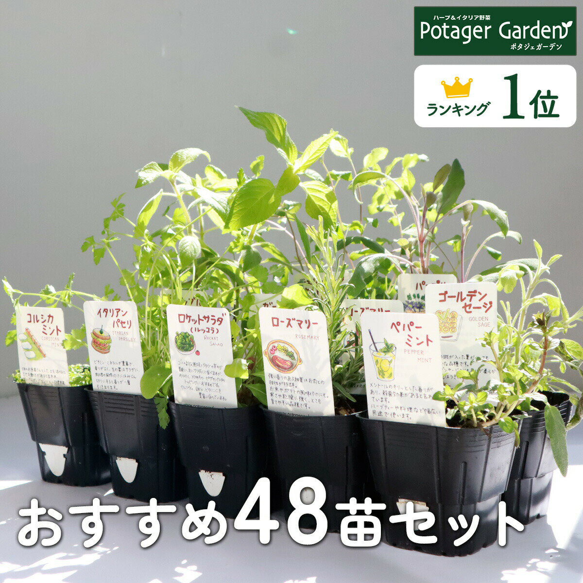 【本日P2倍】 選べるハーブ 苗 セット 48個（選べる 送料無料 寄せ植え 栽培 ハーブティ ハーブガーデン ガーデニン…