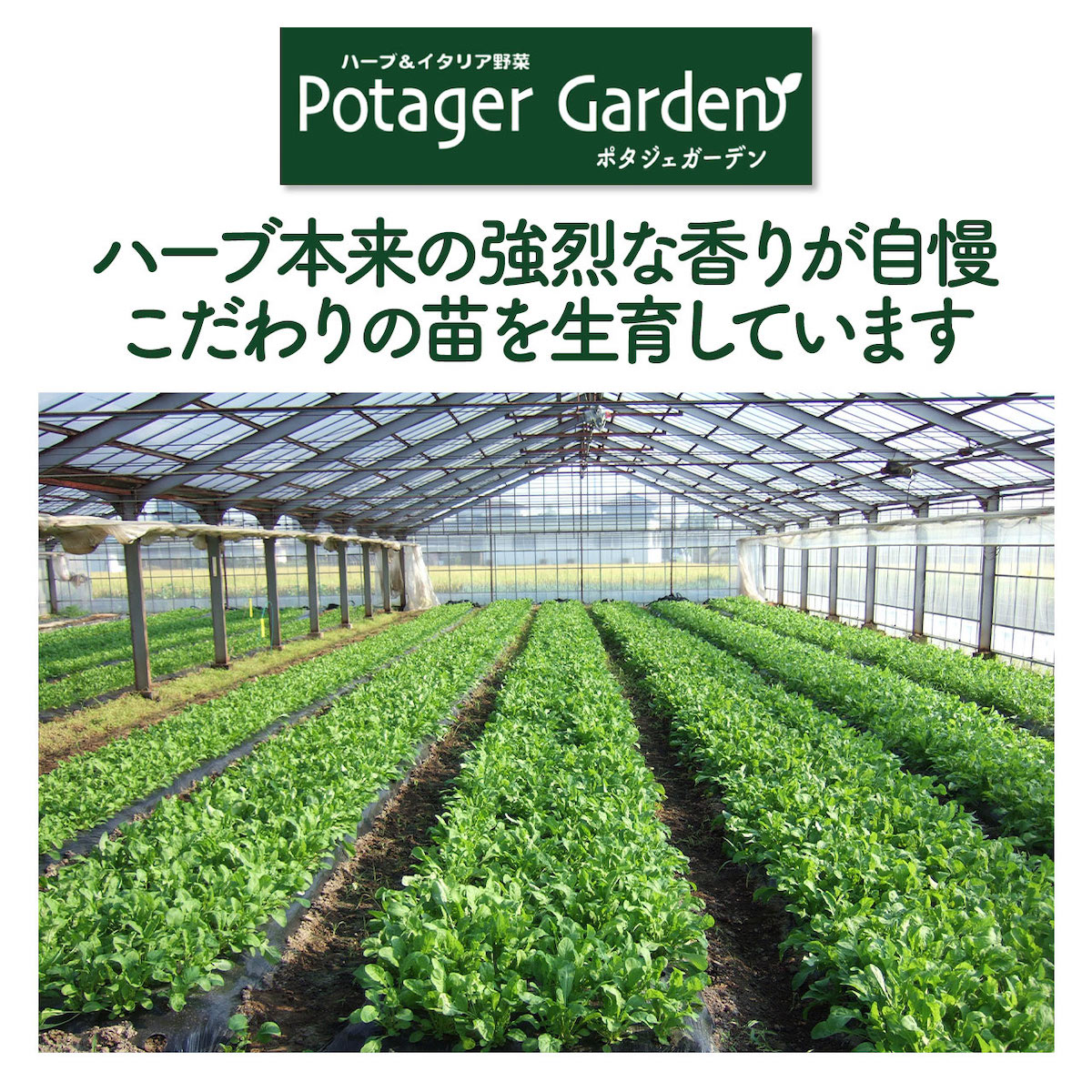 【本日P2倍】 野菜 苗 アシタバ（ハーブティー 栽培キット 寄せ植え 鉢植え タイム...