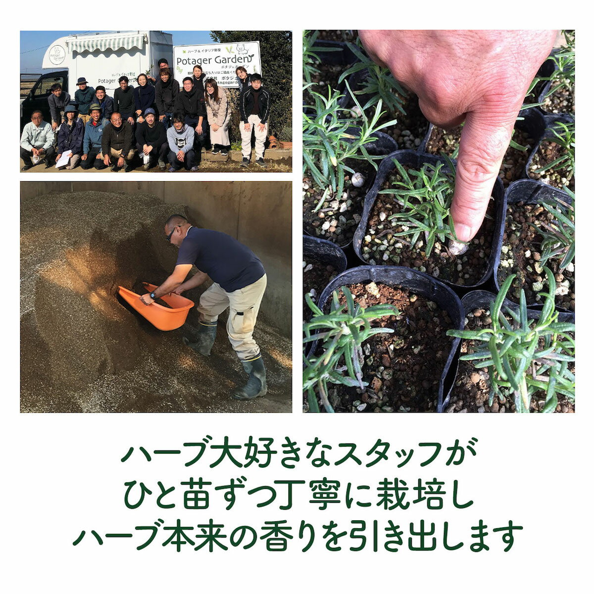 【本日P2倍】 野菜 苗 アシタバ（ハーブティー 栽培キット 寄せ植え 鉢植え タイム...