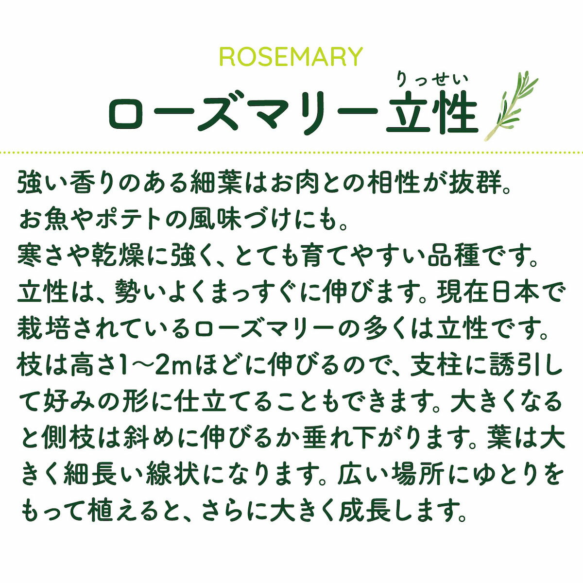 【本日P2倍】 ハーブ 苗 ローズマリー 立性（ウッド 精油 鉢 鉢植え 花苗 苗木 栽...