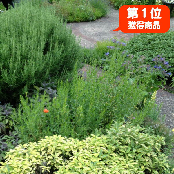 風が強く日当たりが良すぎる場所でも大丈夫な植物とは おすすめ6選 Garden Press