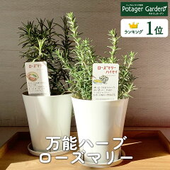 https://thumbnail.image.rakuten.co.jp/@0_mall/potager/cabinet/rosemary/rosemary1.jpg