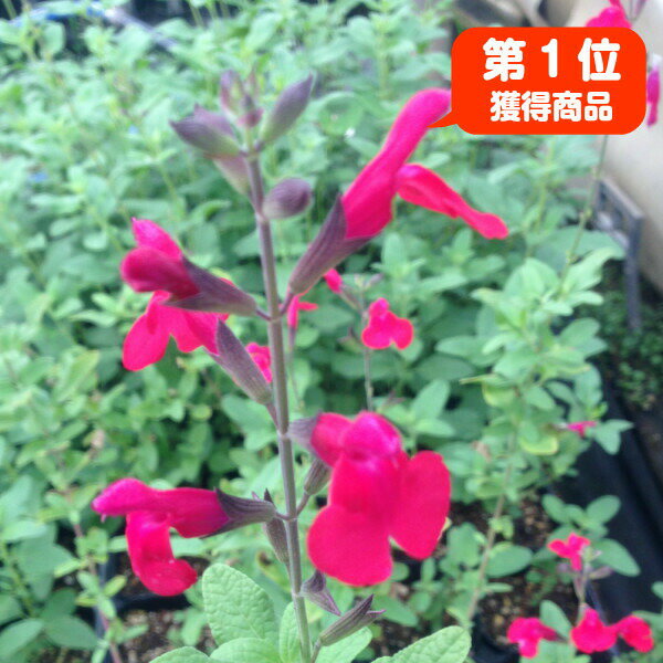 ハーブ 苗 チェリー セージ レッド 花苗 苗木 多年生 多年草 宿根草 栽培 寄せ植え 育て方 使い方 選び方 野菜 販売 収穫 時期 ハーブティー セージティー 作り方 乾燥 ドライ アロマ 香水 強壮 消化促進 サルビア セージグリーン 花 チェリーredのレビュー クチコミ ハーブ 苗 チェリー セージ レッド 花苗 苗木 多年生 多年草 宿根草 栽培 寄せ植え 育て方 使い方 選び方 野菜 販売 収穫 時期 ハーブティー セージティー 作り方 乾燥 ドライ アロマ 香水 強壮 消化促進 サルビア セージグリーン 花 チェリーredのレビュー クチコミ