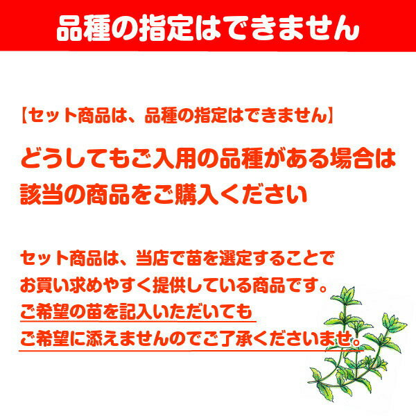 ハーブ苗セット
