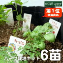 【本日P2倍】 苗 ハーブ 栽培キット 苗6個 L(花苗 苗木 ガーデニング ハーブティー ハーブ料理 虫除け 夏休み 自由研究 キット 女の子 子供 かわいい...