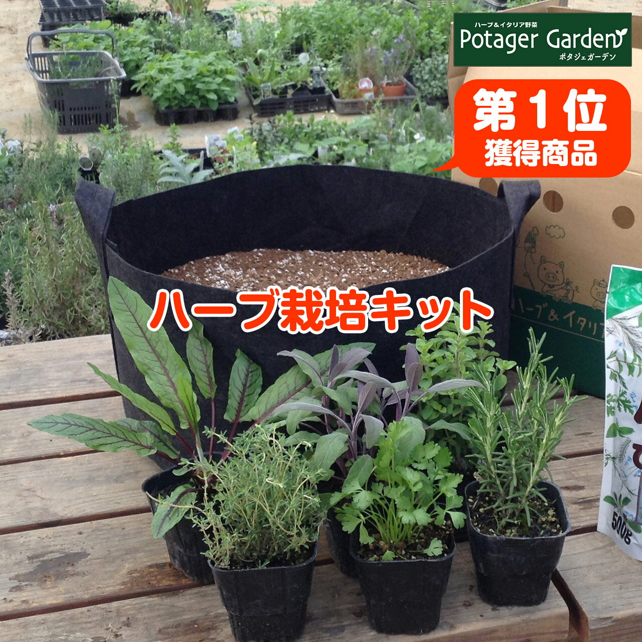 【初回購入800円OFFクーポン】ハーブ 苗 セット 栽培キット（黒のフェルトプランター かわいい 寄せ植え ハーブティー ハーブガーデン 観葉植物 送料無料 バジル ローズマリー ミント 花苗 苗木 家庭菜園 キット 巣ごもり 鉢植え 土 herb）黒フェルト苗6個