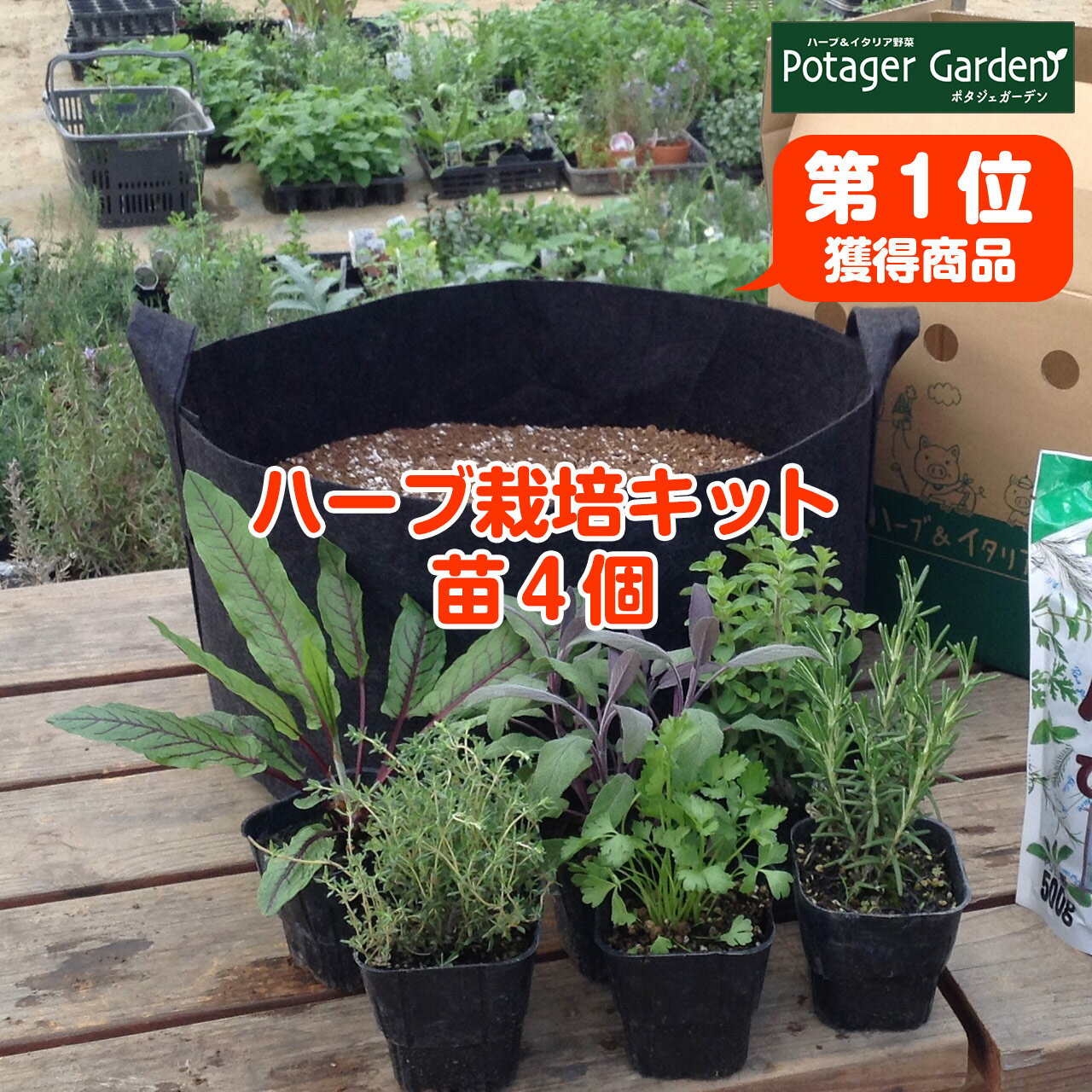 バゲット紹介 おうち時間 ハーブ 苗 セット 栽培キットm 苗4個 黒のフェルトプランター 直径30cm 花苗 苗木 家庭菜園 キット 初心者 かわいい 寄せ植え ハーブティー ハーブガーデン 観葉植物 送料無料 バジル ローズマリー ミント 鉢植え 土 Herb のおすすめ わたし
