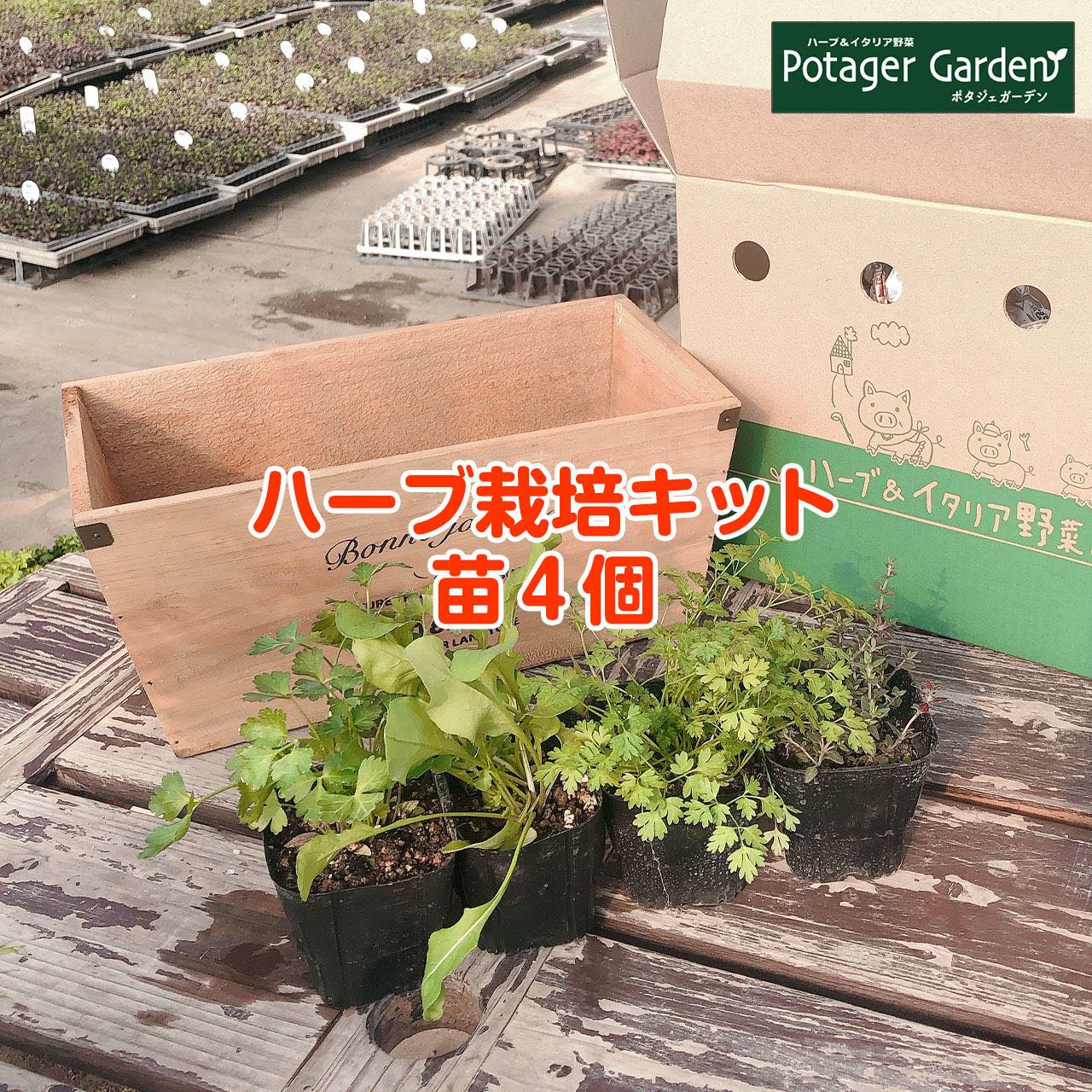 ハーブ 栽培キット（苗 セット 木製プランター かわいい 寄せ植え ハーブティー ハーブガーデン 観葉植物 送料無料 バジル ローズマリー ミント 花苗 苗木 家庭菜園 キット 巣ごもり 鉢植え 土 herb）ナチュラルウッドプランター長角L 苗4個