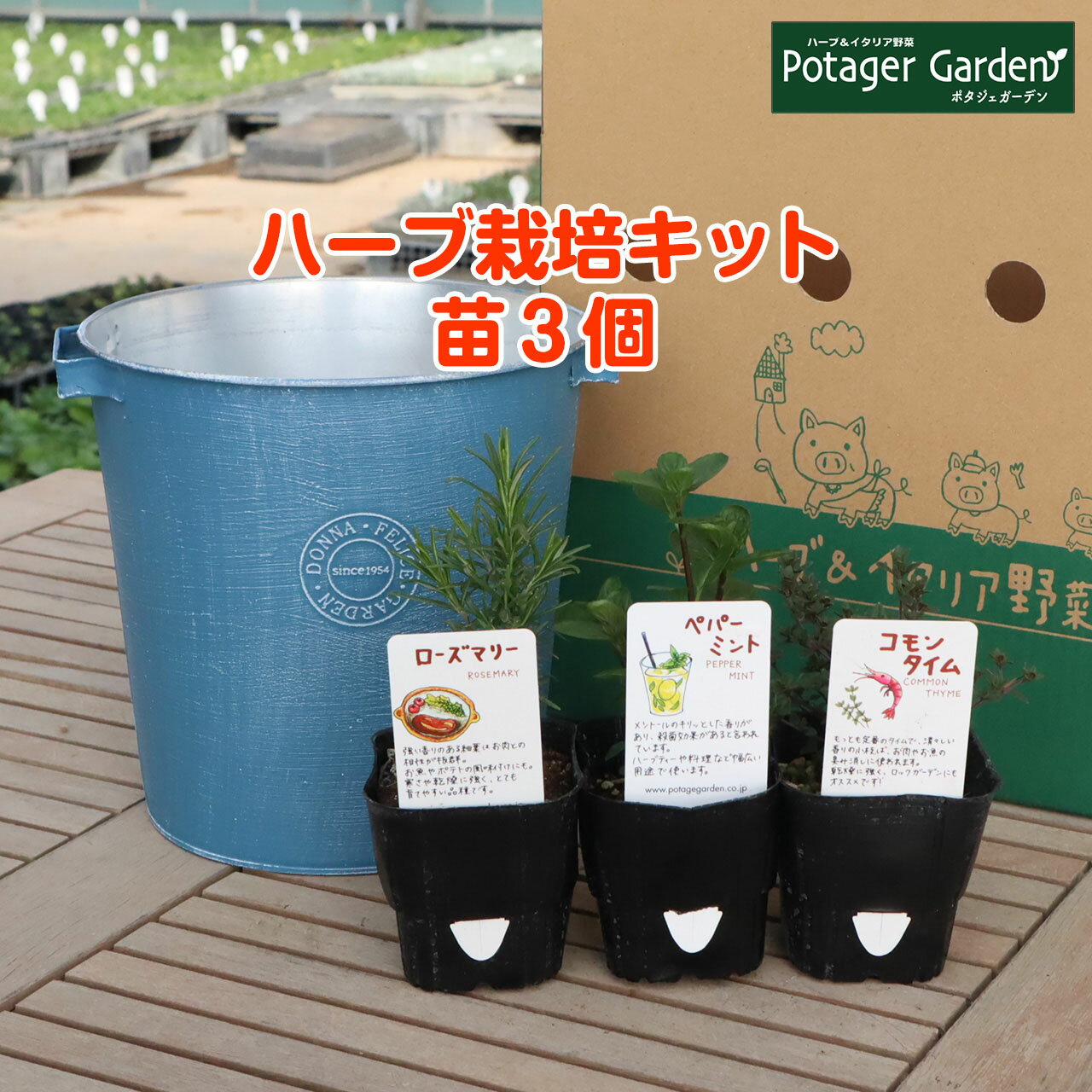 ハーブ苗3個と土 肥料 プランターセット ハーブ 栽培キット Donna M 青 苗3個 苗 セット ブリキプランター かわいい 寄せ植え バジル 送料無料 家庭菜園 ミント ローズマリー 女子力 Herb ハーブガーデン 苗木 偉大な 花苗 土 鉢植え 観葉植物 ハーブティー ハーブ苗3個と土 肥料 プランターセット ハーブ 栽培キット Donna M 青 苗3個 苗 セット ブリキプランター かわいい 寄せ植え バジル 送料無料 家庭菜園 ミント ローズマリー 女子力 Herb ハーブガーデン 苗木 偉大な 花苗 土 鉢植え 観葉植物 ハーブティー
