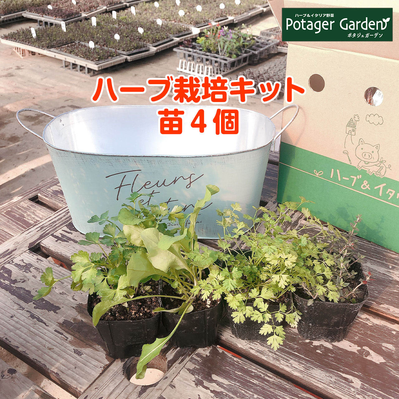 ハーブ 栽培キット 苗 セット ブリキプランター かわいい 寄せ植え ハーブティー ハーブガーデン 観葉植物 送料無料 バジル ローズマリー ミント 花苗 苗木 家庭菜園 キット 巣ごもり 鉢植え 土 Herb モダンラスティブリキ オーバルl 青 苗4個のレビュー クチコミ