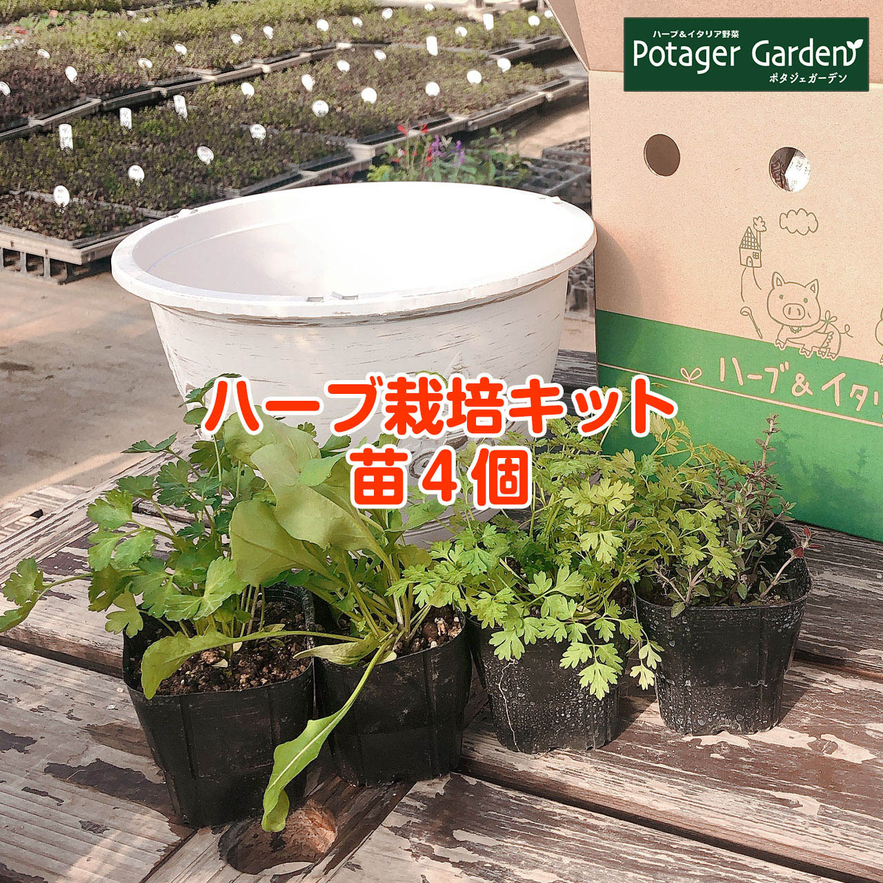 ハーブ苗4個と土 肥料 プラ製プランター アンティークライトプラワンポイント吊り下げサークル ハーブ 栽培キット 苗 セット かわいい 寄せ植え ハーブティー ハーブガーデン 観葉植物 送料無料 ミント 苗4個 ローズマリー バジル 花苗 キット 経典 Herb 白 土 鉢植え