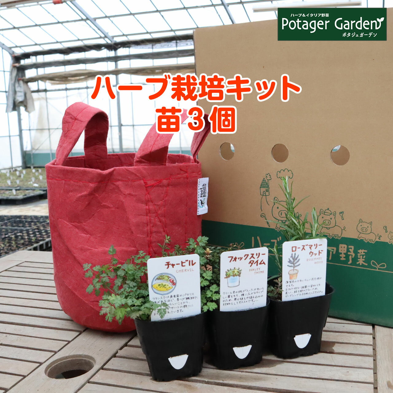 ハーブ苗3個 土 肥料 プランターセット ハーブ 栽培キット ルーツポーチ 赤 苗3個 苗 セット フェルトプランター かわいい 寄せ植え 苗木 ハーブガーデン 女子力 安心の定価販売 鉢植え 花苗 バジル ハーブティー ローズマリー 送料無料 ミント 家庭菜園 観葉植物 Herb