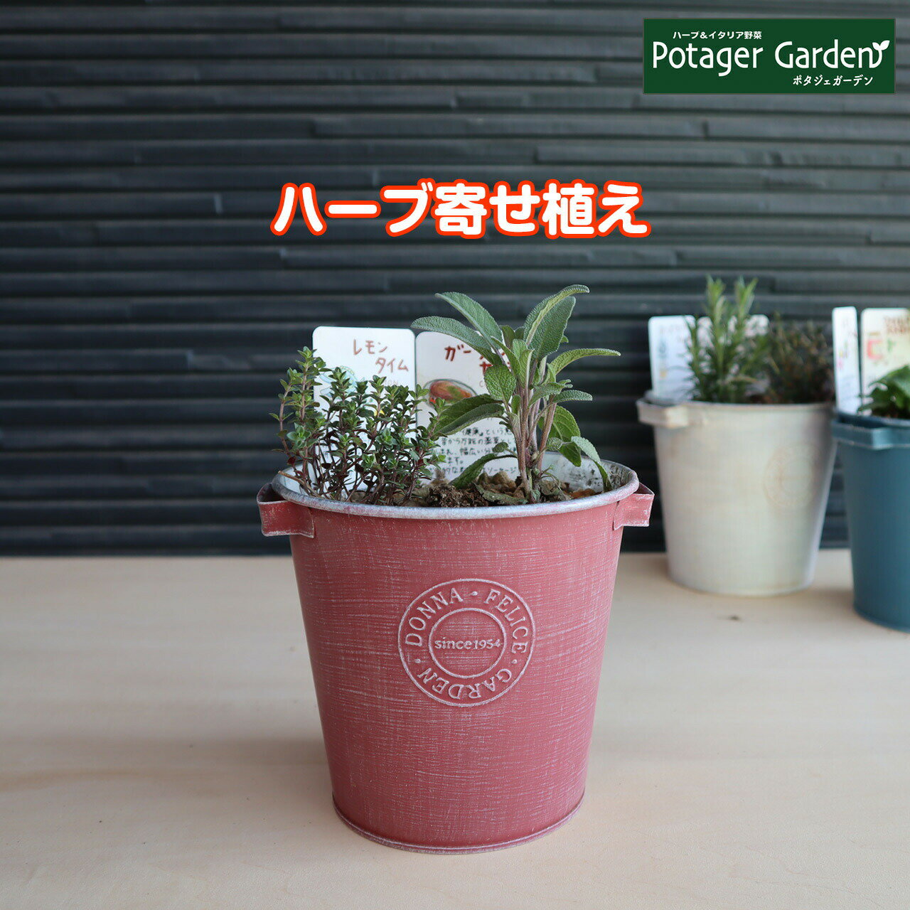 【本日P2倍】 ハーブ 寄せ植え DONNA S 赤 苗2個（育てる 使う テーマ で選ぶ ハーブの寄せ植え 苗 セット ブリキプランター かわいい 寄せ植え ハーブティー ハーブガーデン 観葉植物 送料無料 バジル ローズマリー ミント 花苗 苗木 家庭菜園 女子力 鉢植え 土）