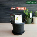 ハーブ ペパーミント 苗 植え替え不