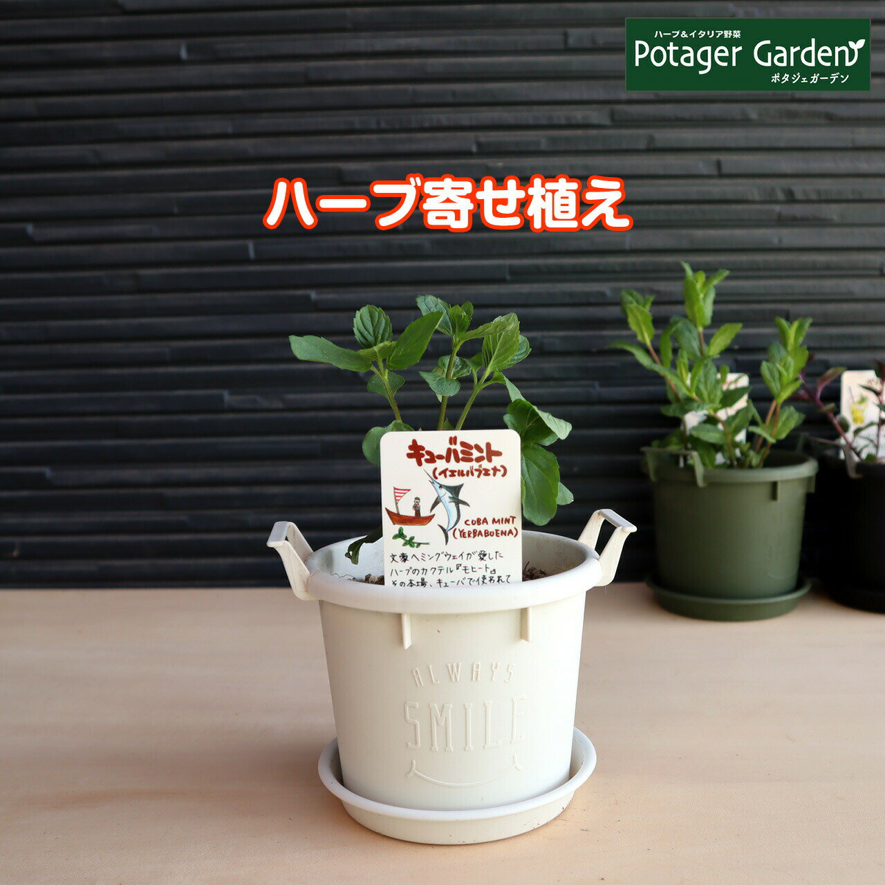 ハーブ イエルバブエナ 苗 植え替え不要（苗 セット プラ製プランター かわいい 寄せ植え ハーブティー..