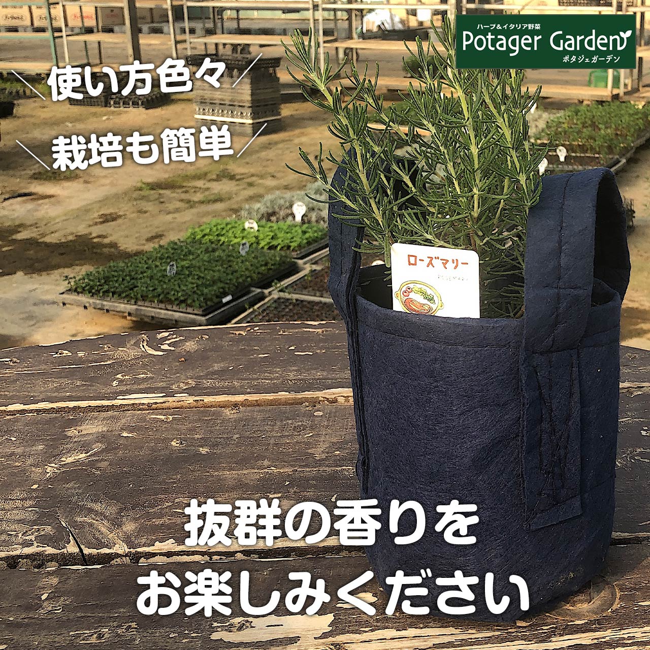 【本日P2倍】 ローズマリー 鉢植え 苗 精油 フェルトプランター入り 立性（送料無料ハーブ 苗 効能 アンチエイジング アロマオイル ミント タイム レシピ 育て方 使い方 立性 這性 季節 ガーデン 寄せ植え 花 ギフト 玄関 誕生日 プレゼント BBQ）