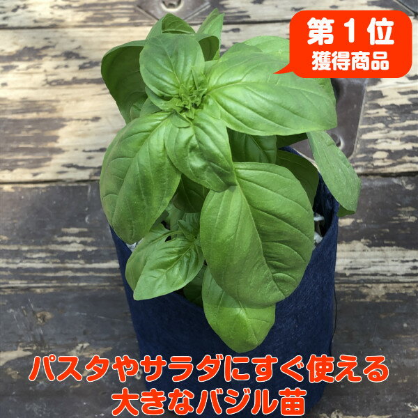 ハーブ 苗 スイートバジル（フェルトプランター入り 料理 パスタ バジリコ ジェノベーゼ 植え替え不要 感動する香り Herb 送料無料）スイートB ルートポーチ