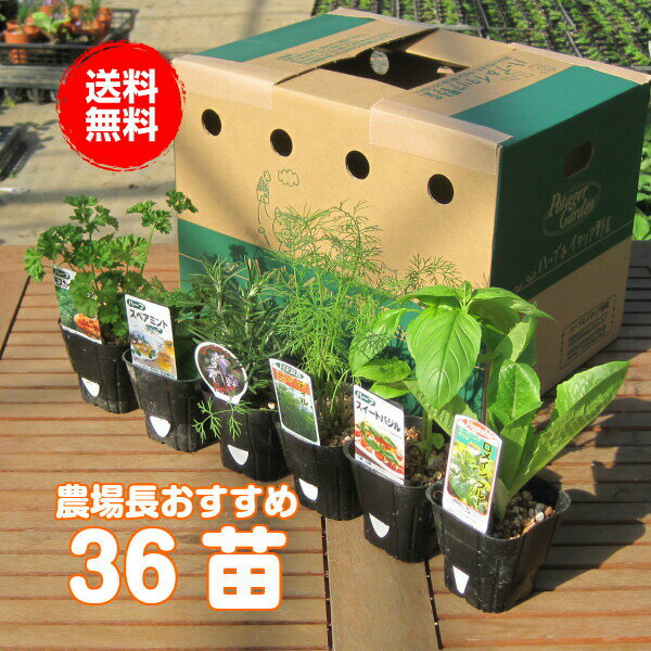 栽培 苗 セット 寄せ植え ハーブ 36個 送料無料 ハーブガーデン セット 観葉植物 ガーデニング タイム ハーブティ タイム 花苗 カモミール ローズマリー ミント バジル 苗木 家庭菜園 買いまわり 買い回り ハーブ苗専門店 Herb 36個セット