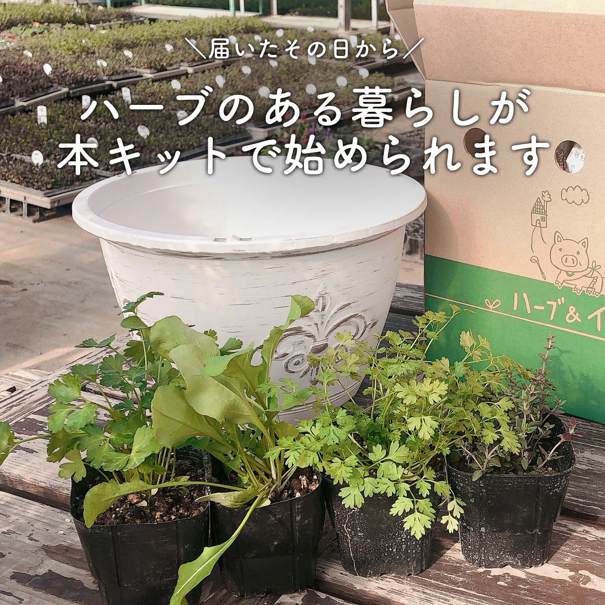 【本日P2倍】 ハーブ 栽培キット（苗 セット プラ製プランター かわいい 寄せ植え ハーブティー ハーブガーデン 観葉植物 送料無料 バジル ローズマリー ミント 花苗 苗木 家庭菜園 キット 鉢植え 土 herb）アンティーク吊り下げサークル 苗4個