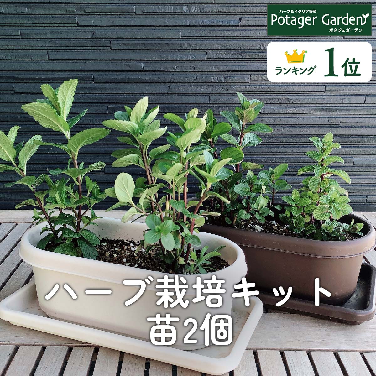 【本日P2倍】 ハーブ 栽培キット（苗 セット プラ製プランター かわいい 寄せ植え ハーブティー ハーブガーデン 観葉植物 送料無料 バジル ローズマリー ミント 花苗 苗木 家庭菜園 キット 巣ごもり 鉢植え 土 受け皿なし）プラ製 苗2個