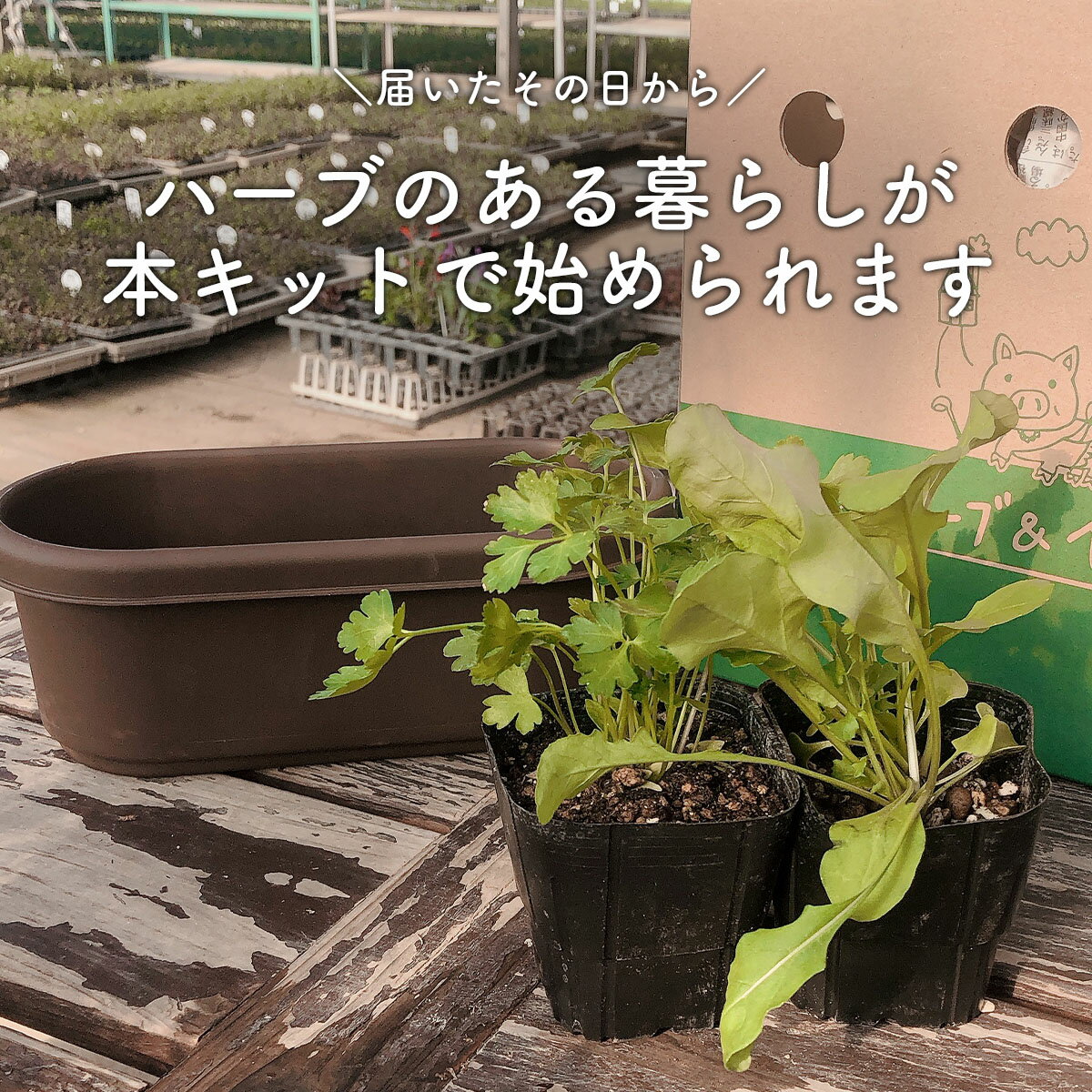 【本日P2倍】 ハーブ 栽培キット（苗 セット プラ製プランター かわいい 寄せ植え ...