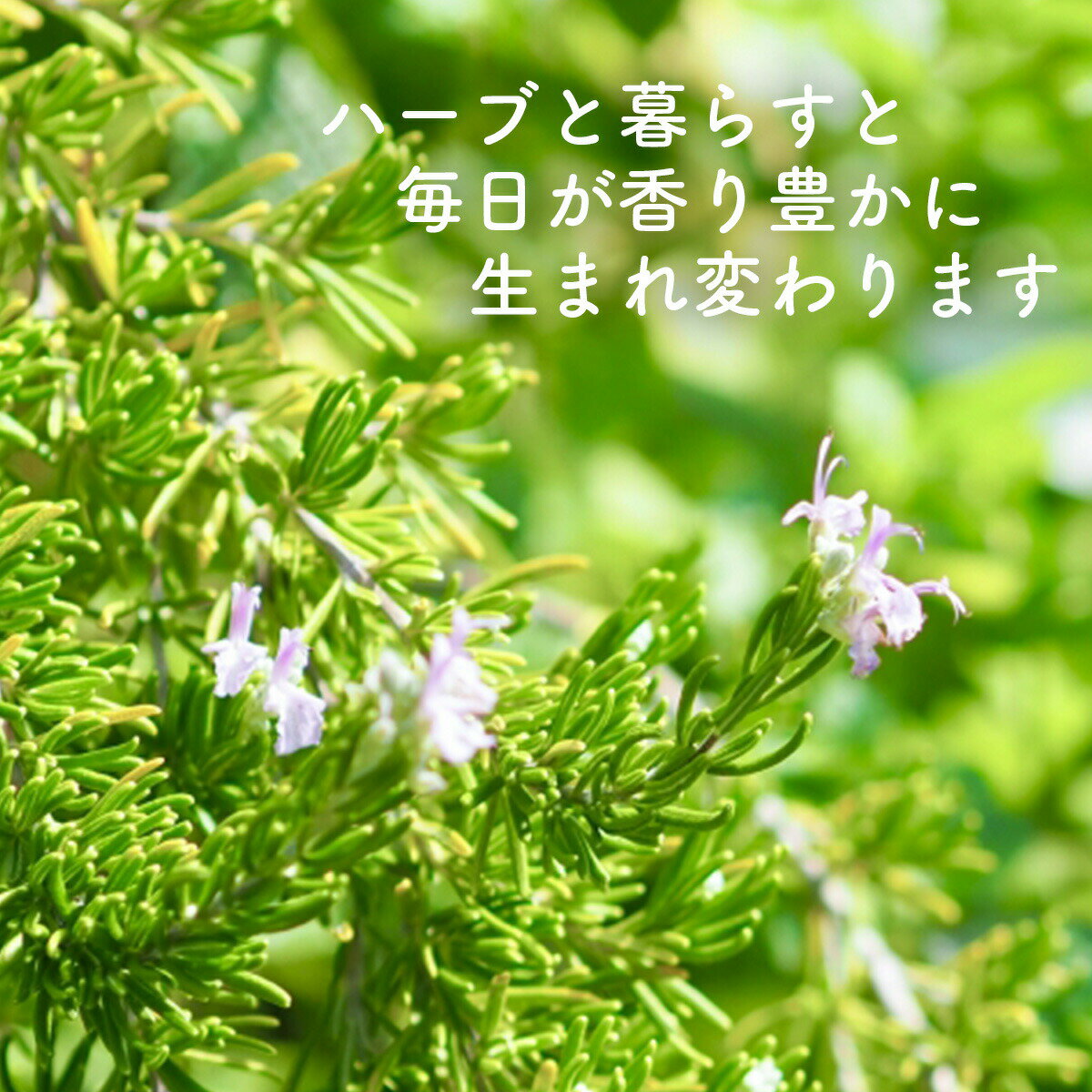 【本日P2倍】 ハーブ 栽培キット（苗 セット プラ製プランター かわいい 寄せ植え ...